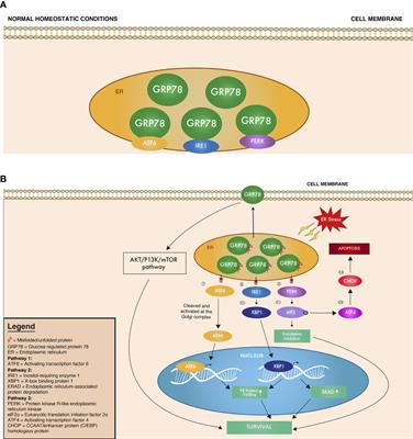 Characterizing Cell Stress and GRP78 in Glioma to Enhance Tumor Treatment